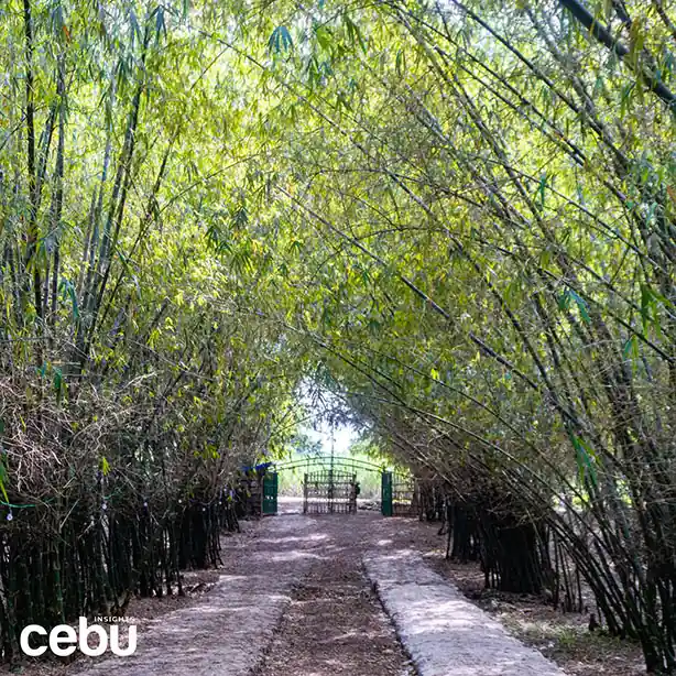 Bamboo Forest in Medellin