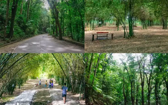A collage of man-made forests in Cebu