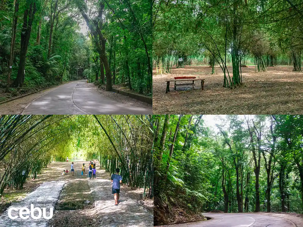 A collage of man-made forests in Cebu