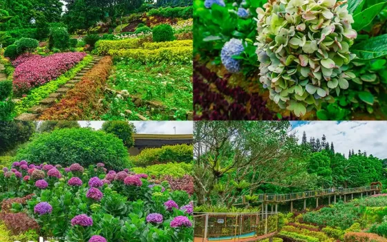 Collage of different flower gardens in Cebu