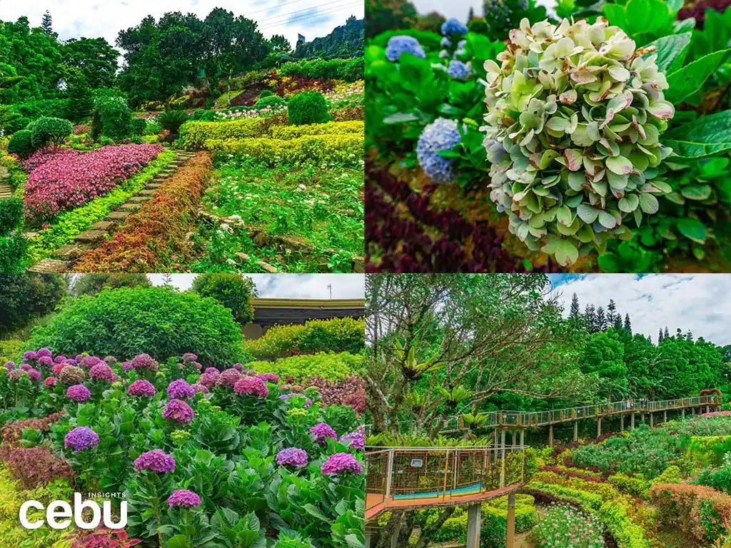 Collage of different flower gardens in Cebu
