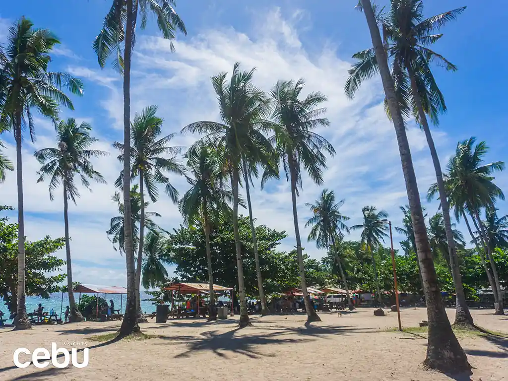 Coconut trees in a beach in Cebu