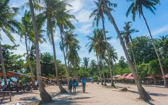 Coconut trees at the Casay public beach in Dalaguete, Cebu